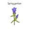Spring gentian Gentiana verna