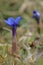 Spring gentian (Gentiana verna) blossom from the side