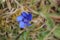 Spring gentian (Gentiana verna) blossom in sunlight