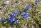 The spring gentian (Gentiana verna) flowers in spring at mountains
