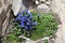 Spring gentian Gentiana verna growing on rocks of Grossglockn