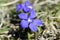 The spring gentian, smallest member of the genus Gentiana