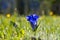 Spring Gentiana in the German Alps