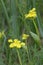 Spring Gold Lomatium utriculatum Cowichan Garry Oak Preserve, Cowichan Valley, Vancouver Island