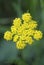 Spring Gold Lomatium utriculatum, Cowichan Garry Oak Preserve, Cowichan Valley, Vancouver Island