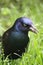 The Spring Grackle