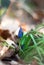 Spring Grape Hyacinth Plant with Bokeh Background