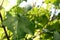 Spring grape vine budding. Green background sunny day. Agriculture season. Grapevine plant shoot