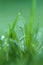 spring grass background.natural backgrounds with green grass. Stalks of grass with dew drops close-up. Spring grassy
