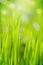 Spring grass on blury background