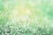 Spring grass flower field in soft vintage green background