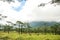 Spring grass land hill bliss and tree in rain forest wood field with mountain and cloud sky background landscape