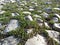 Spring grass sprouts between the stones of the road