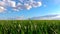 Spring green field, blue sky with white clouds. Fresh lush green grass swaying in light wind. Summer meadow in the countryside,