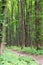 Spring green forest with footpath