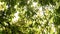 Spring green forest leaves color nature awakening 4k video