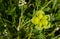 Spring green forest in the spring on the banks of the Danube river