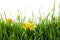 Spring green grass and bright daffodils on background
