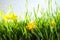 Spring green grass and bright daffodils on background, closeup