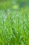 Spring green grass with dew drops