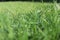 Spring, green grass with dew drops detail