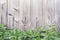 Spring green grass over wood fence background - Image