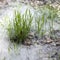 Spring and green grass in the poplar fluff