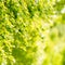 Spring green leaves of birch tree