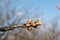 Spring green leaves cherry buds garden tree branch