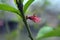 Spring green long castings and pink, purple buds, inflorescences of a young peach.