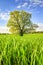 Spring green meadow with big tree on bright sunny day. Spring landscape of green nature. Scenery summer field with grass