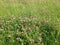 Spring green meadows grass  with beautiful  lavender