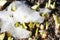 Spring green plant sprouts growing through snow closeup view