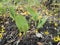 Spring green seedlings