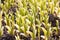 Spring green sprouts closeup view