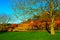 Spring green tree arch with yellow field view.