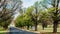 Spring green Trees, Park Road Perspective, green Alley Tree Rows