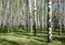 Spring greens in birch forest