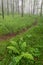 Spring greens, foggy forest, North Carolina