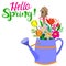 Spring greeting card - HELLO, SPRING. Blue metal watering can with spring flower of tulips and daffodils, with branches of