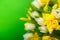 Spring greeting card. White yellow tulip daffodil bouquet on green background. Easter and spring . Woman day concept