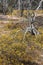 In spring ground covered with orange immortelle Waitzia acuminata abloom after fire has destroyed the trees Western Australia