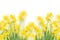 Spring growing daffodils