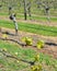 Spring Growth on Sauvignon Blanc Vines in Marlborough, New Zealand