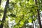 Spring hazel tree leaves