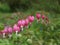 Spring Heart flower (Dicentra spectabilis)