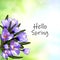 Spring hello, blue crocus flowers. Design element. Eps 10 illustration vector