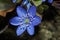 Spring Hepatica flower