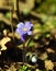 Spring hepatica nobilis