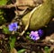 Spring hepatica nobilis